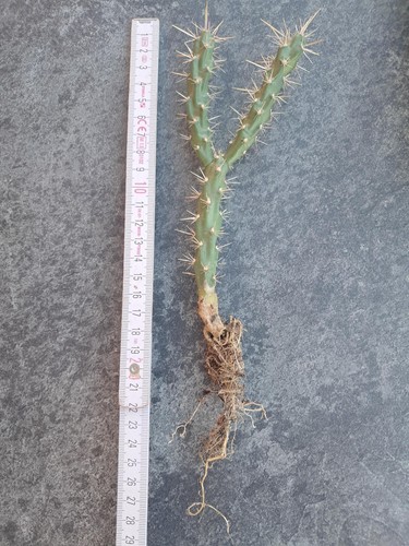 Cylindropuntia whipplei - !!,