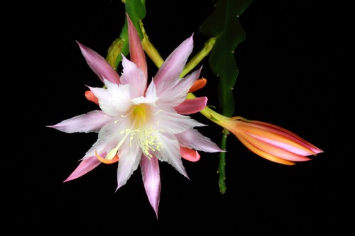 Epiphyllum epicactush ibrido - epicactush,