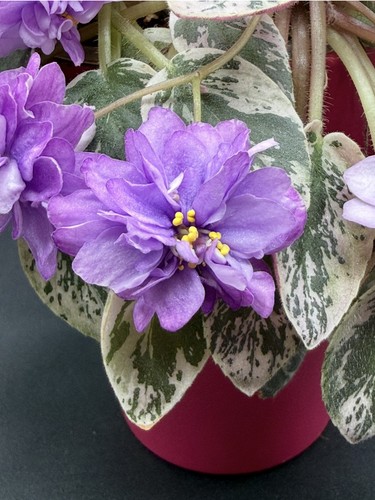 Violetta usambara african - violetta, usambara,