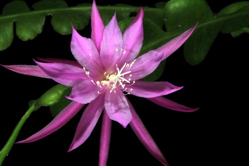 Epiphyllum epicactush ibrido - epiphyllum,