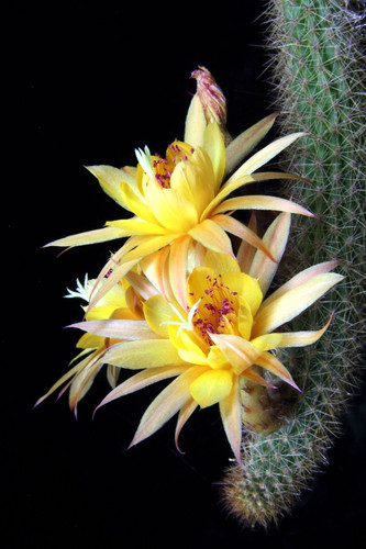 Hildewintera humkes piccolo - "humkes,