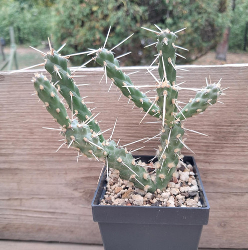 Cylindropuntia whipplei - !!,